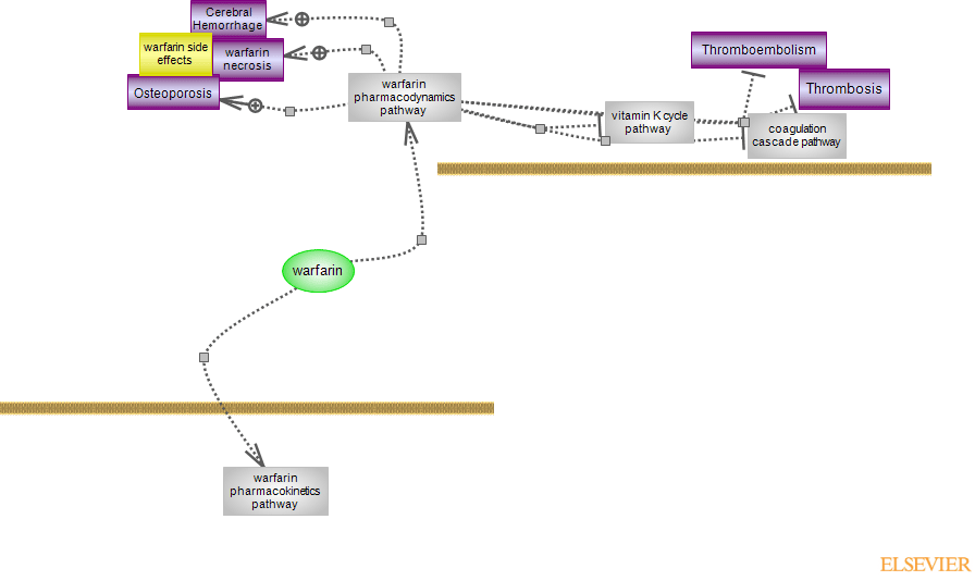 warfarin drug pathwayRat Genome Database
